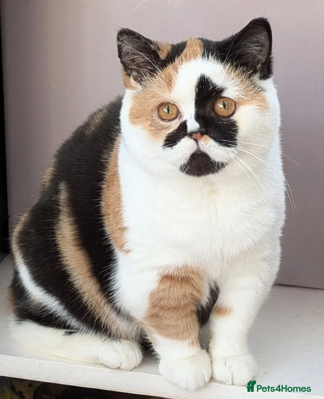 British Shorthair cats for sale: Gorgeous black torti kitten - Advert 3