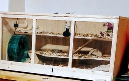 Pygmy Hedgehog rodents for sale: African pygmy hedgehog  - Image 1