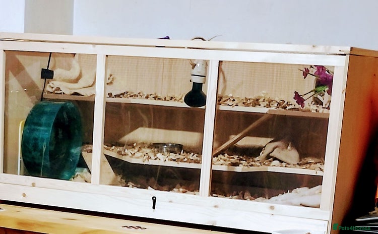 Pygmy Hedgehog rodents - Advert 1