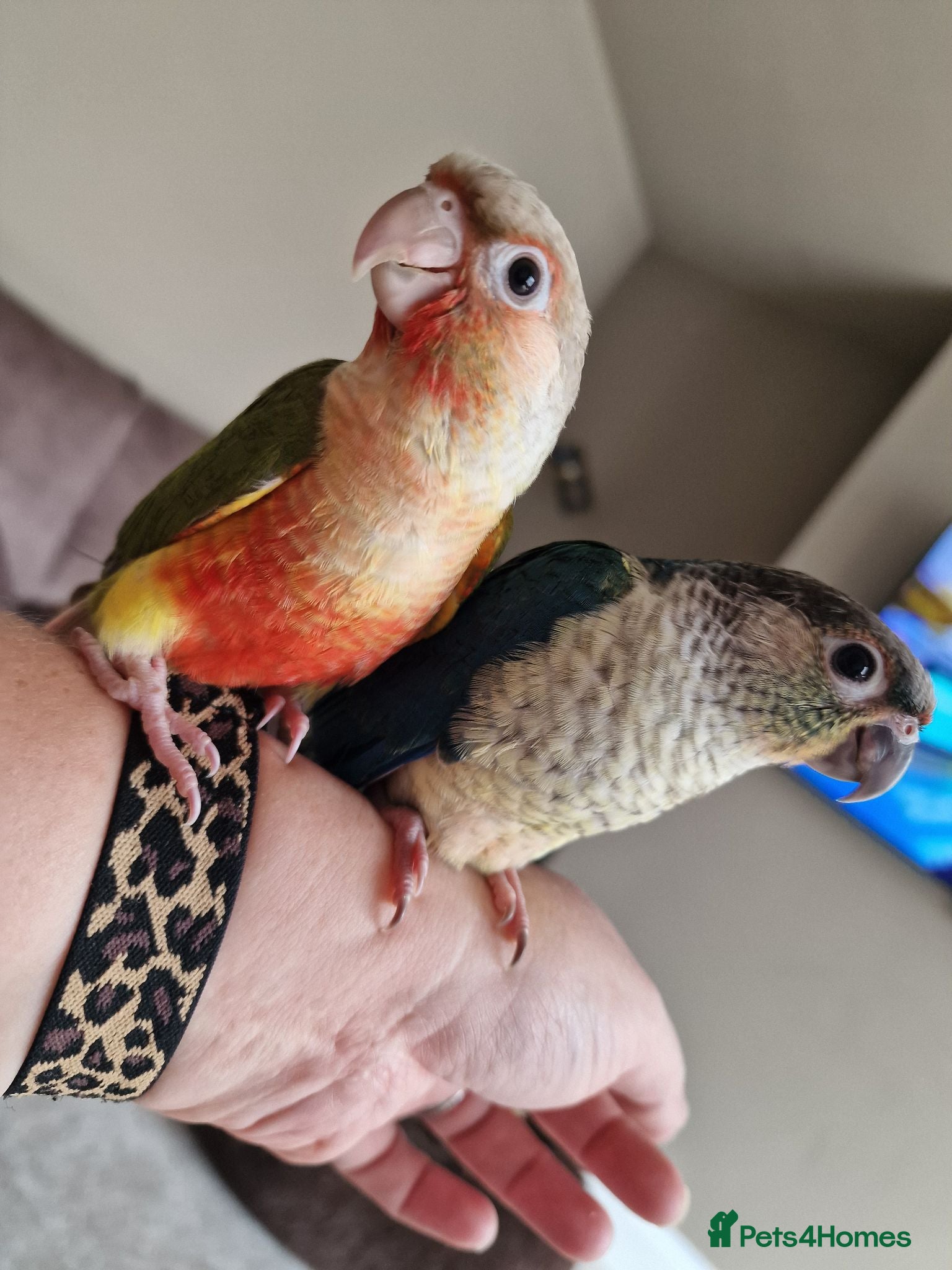Conures birds Beautiful fully hand reared conures  - Advert 2