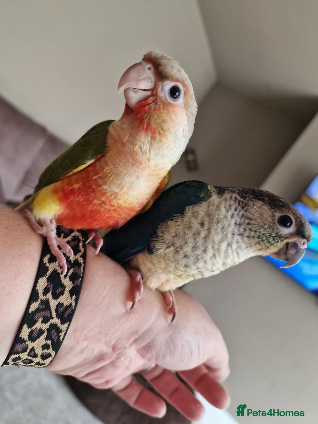 Conures birds for sale: Beautiful fully hand reared conures  - Advert 1