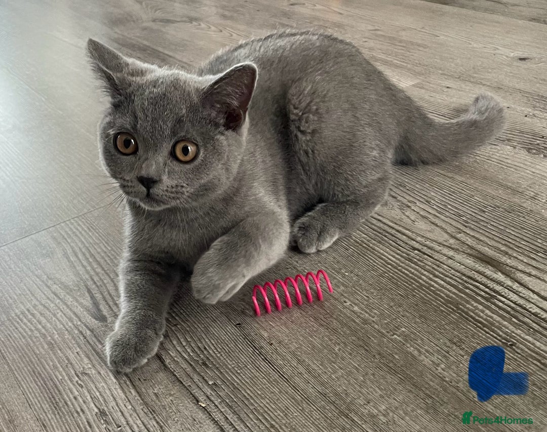 British Shorthair cats for sale:  Gorgeous  pedigree Bsh kittens Ready now  - Image 10