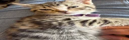 Ragcoon cats for sale: RAGCOON (sealpoint ragdoll mum-dad -Mainecoon) - Advert 23
