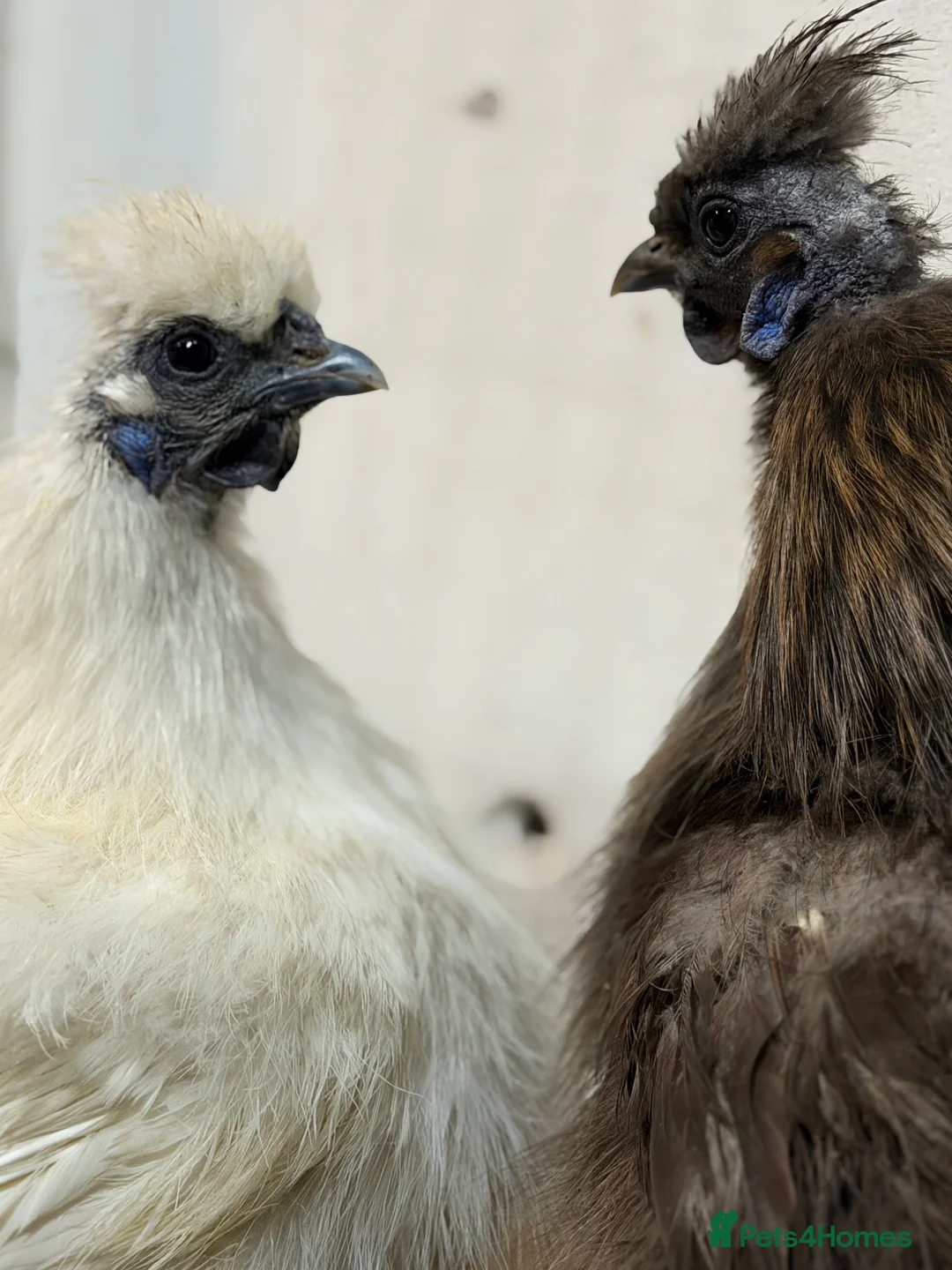 Chickens poultry for sale: Silkie hatching eggs for sale - Advert 5