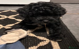 Cockapoo dogs for sale: 3 fluffy miniature cockpoo puppy’s  - Image 31