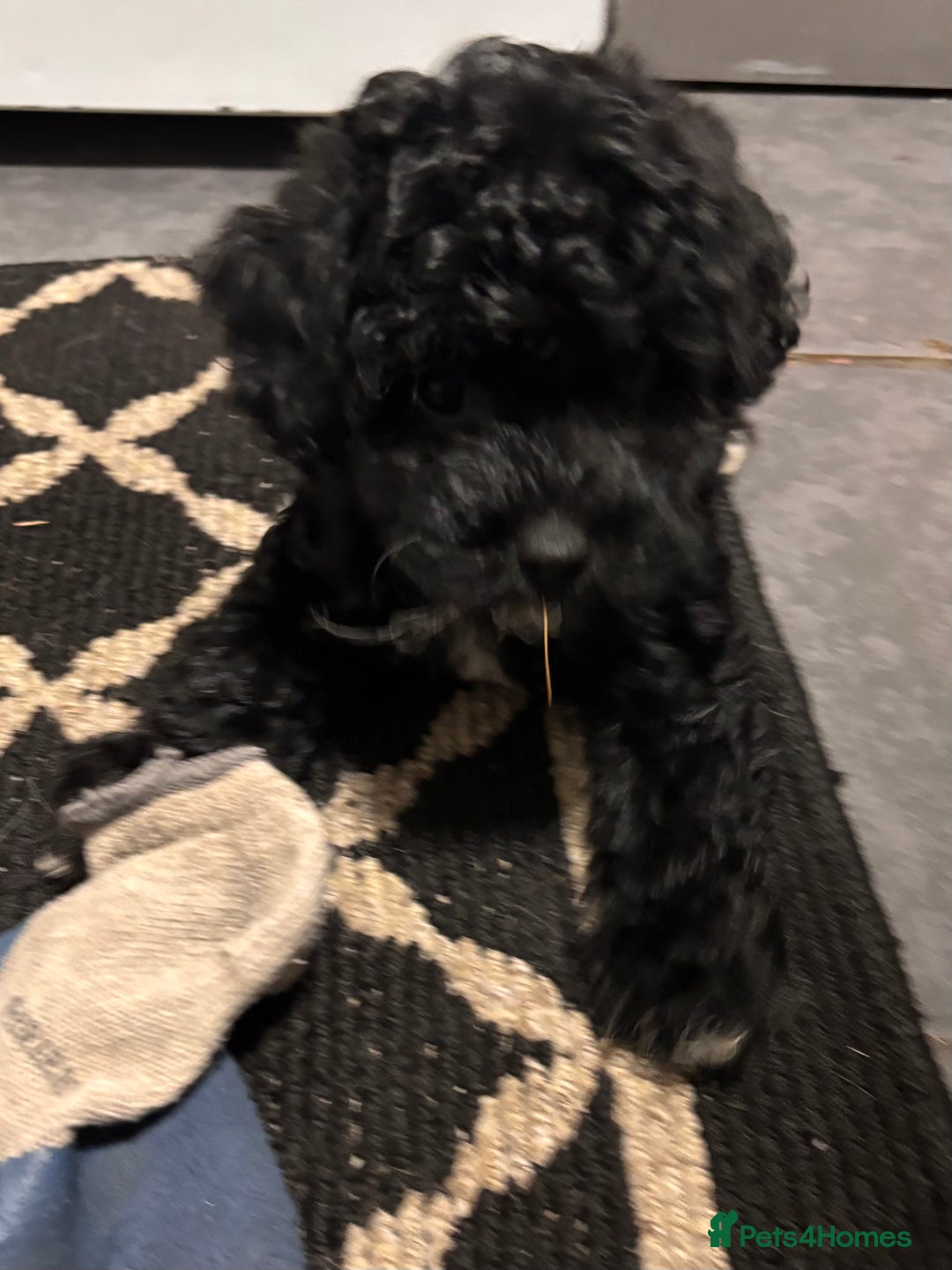 Cockapoo dogs for sale: 3 fluffy miniature cockpoo puppy’s  - Image 31