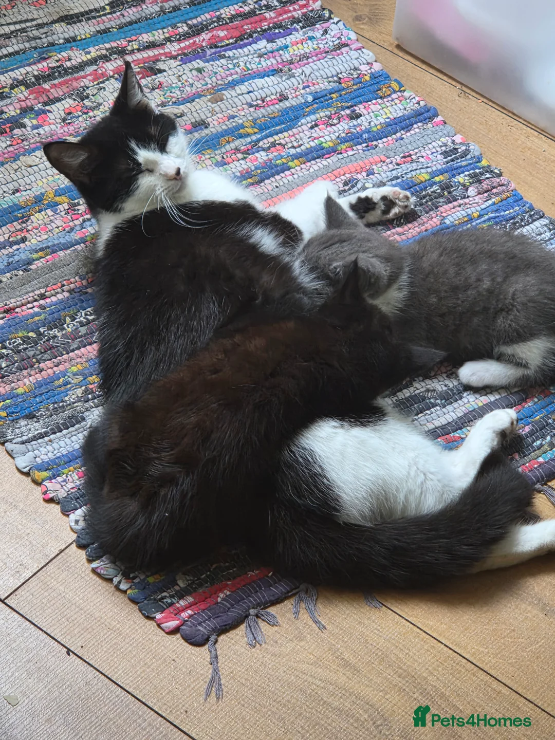 Domestic Shorthair cats for sale: Gorgeous Domestic Shorthair Kittens in Torquay in Torquay - Advert 2