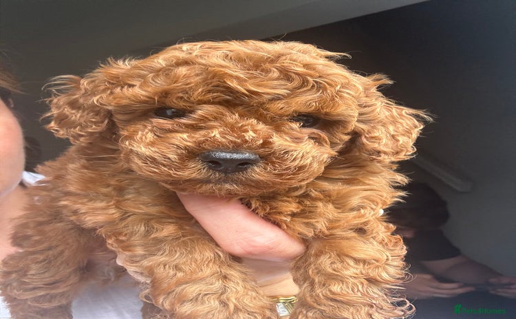 Toy Poodle dogs for sale - Advert 1