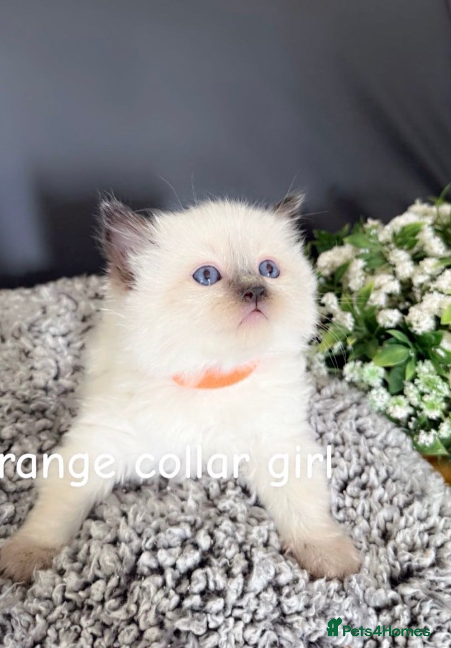 Ragdoll cats Ragdoll kittens-pure breed  - Advert 3