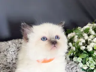 Ragdoll cats Ragdoll kittens-pure breed - Advert 3