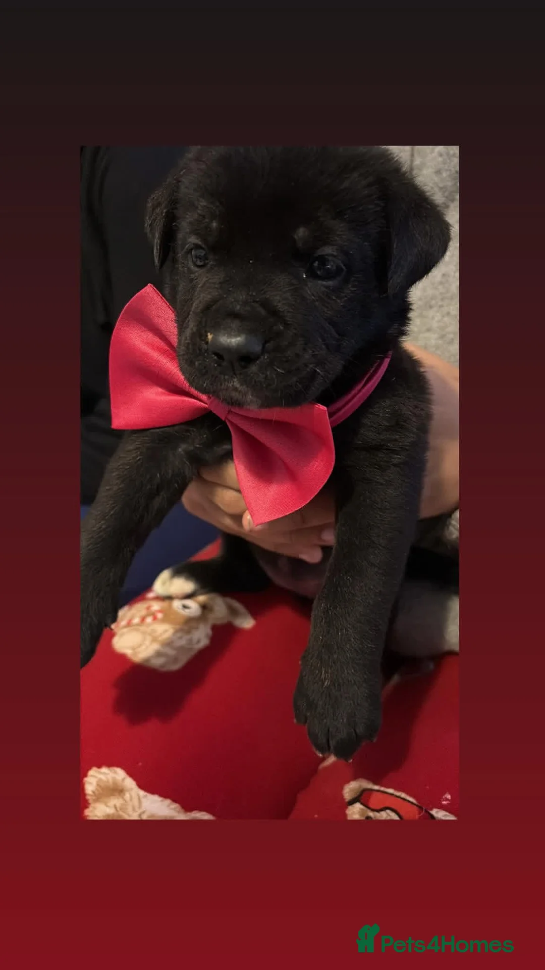 Mixed Breed dogs for sale: Cane corso x Akita  - Advert 2