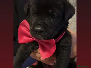 Mixed Breed dogs Cane corso x Akita - Advert 5