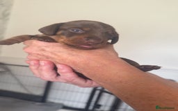 Miniature Dachshund dogs for sale: Beautiful mini Daxis  - Image 4