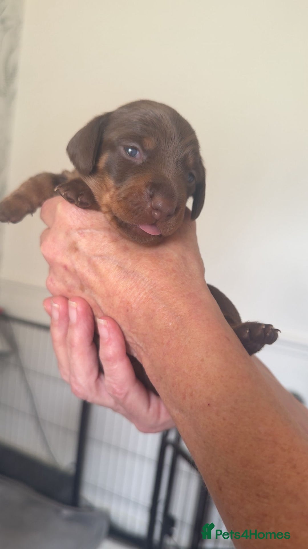 Miniature Dachshund dogs for sale: Beautiful mini Daxis  - Image 4