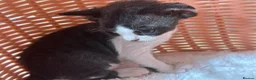 Devon Rex cats for sale: Beautiful Devon Rex kittens ❤️❤️❤️ - Advert 7