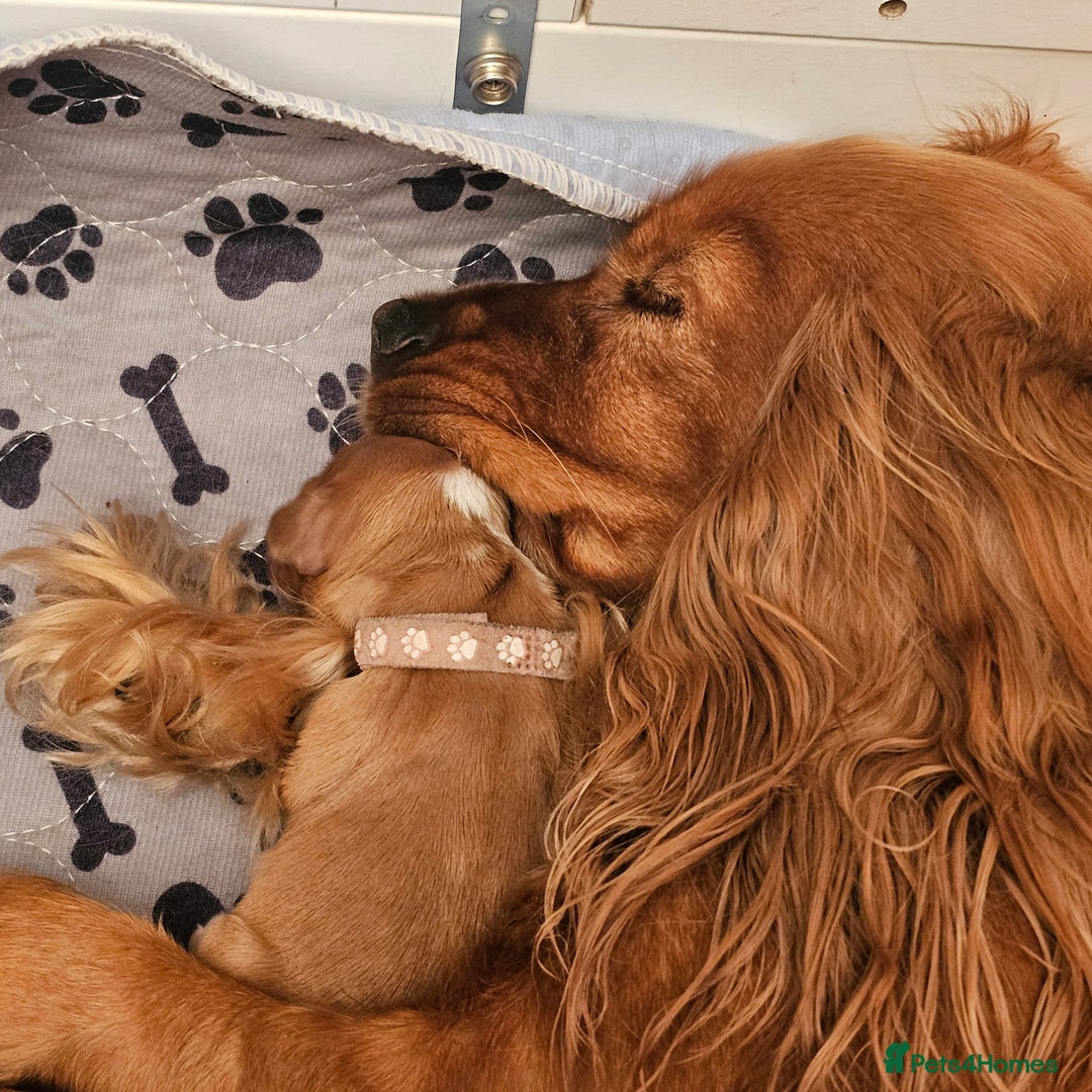 Mixed Breed dogs for sale: Cockalier/Springer Spaniel puppies ready for you! in London - Image 3