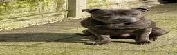 Staffordshire Bull Terrier dogs for stud: Spartan Zeus  in Nottingham - Advert 5