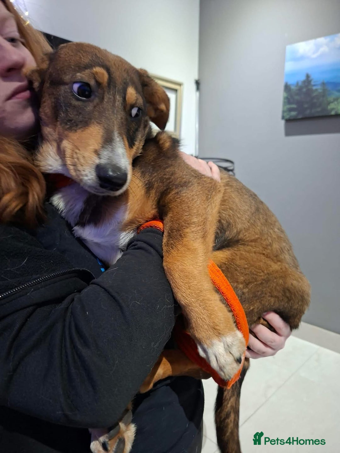 Mixed Breed dogs for adoption: Harvey - north Walsham Norfolk  - Advert 3