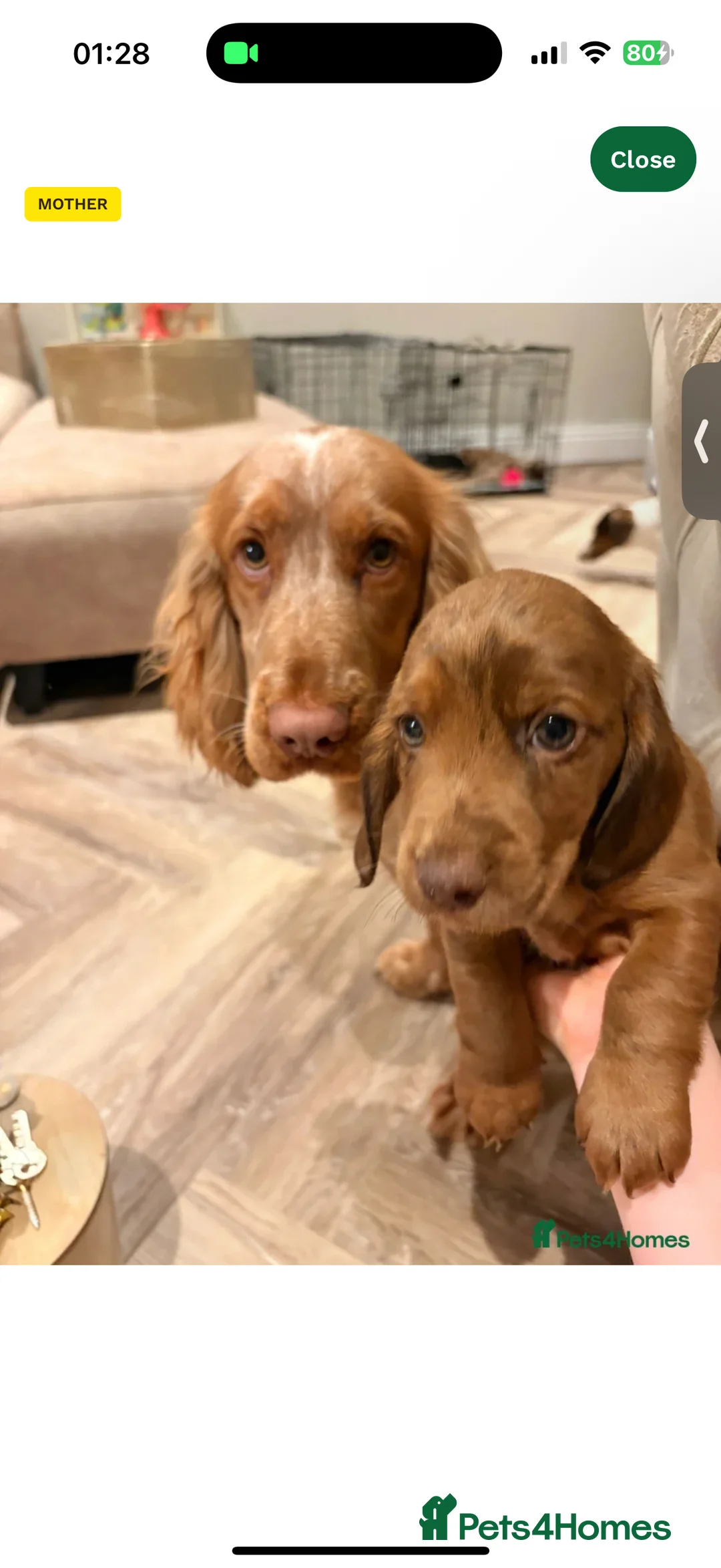 Mixed Breed dogs for sale: Male Cocker spaniel x Dachshund - Advert 2