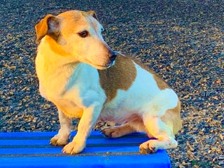 Jack Russell dogs Jack Russel Puppies - Advert 3