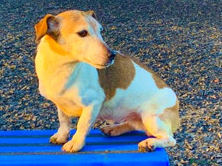 Jack Russell dogs Jack Russel Puppies - Advert 3