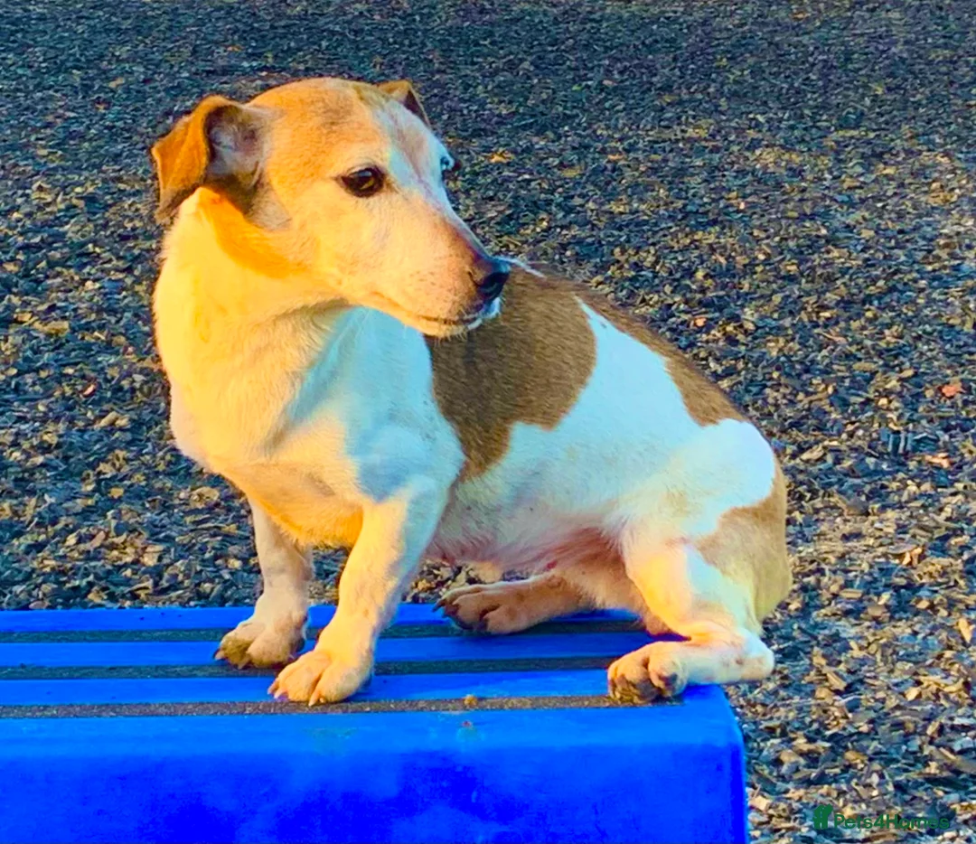 Jack Russell dogs for sale: Jack Russel Puppies - Advert 1