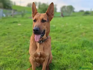 Mixed Breed dogs Red – Looking for a Loving Home - Advert 2