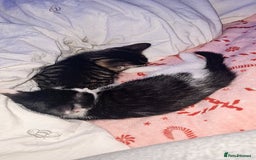 Mixed Breed cats for sale: 10 beautiful kittens - Image 10