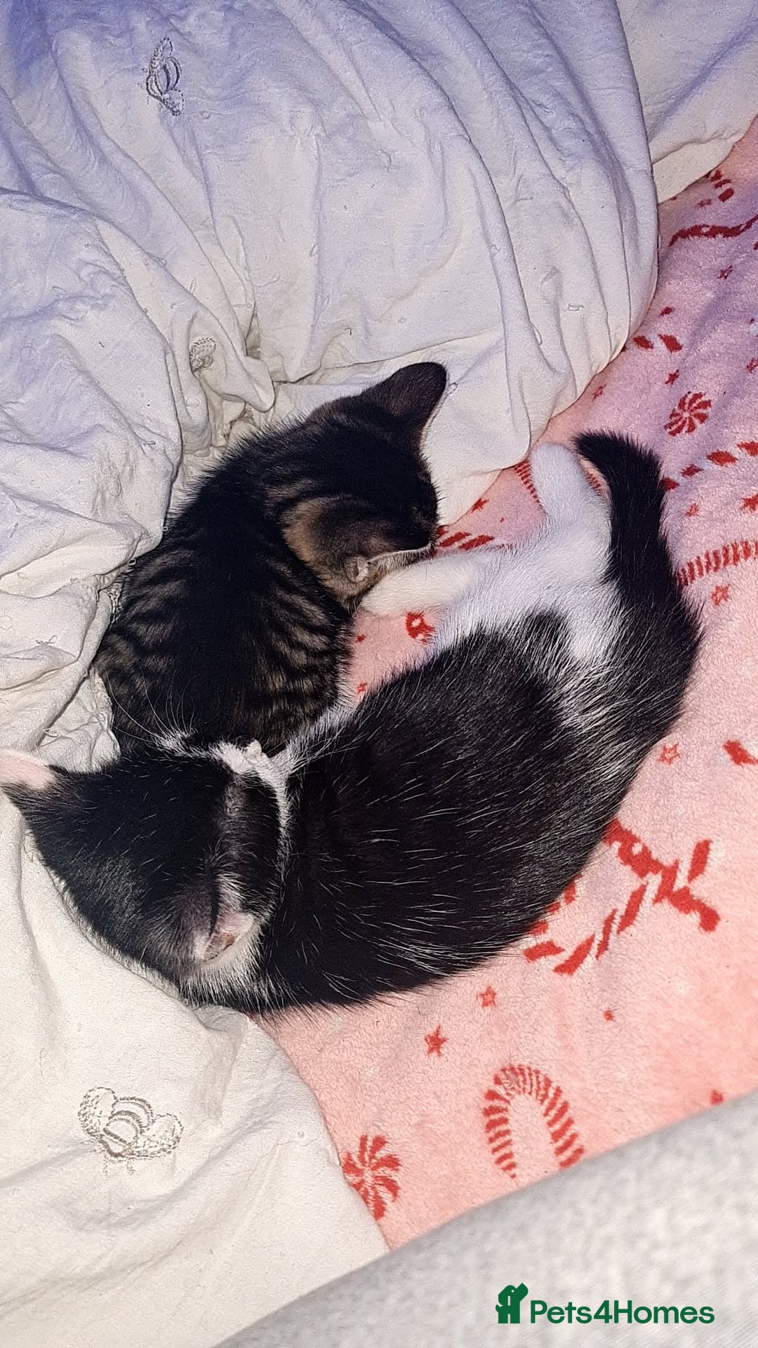 Mixed Breed cats for sale: 10 beautiful kittens - Image 10