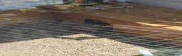 Tortoise reptiles for sale: Horsefield tortoises female  in Wrexham - Advert 2