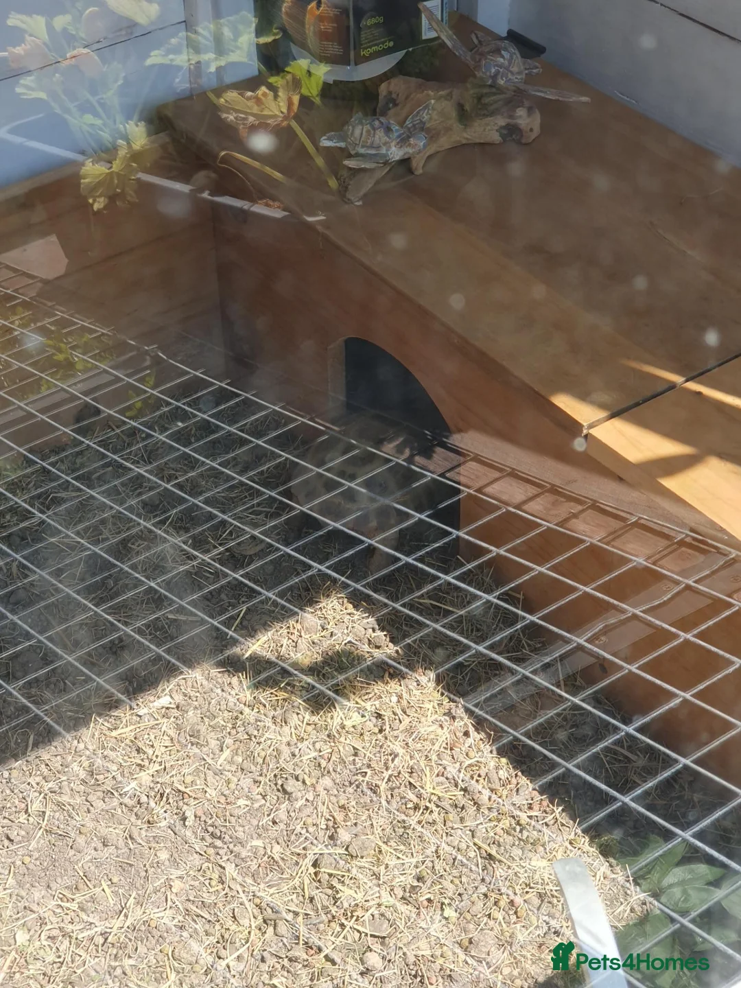 Tortoise reptiles for sale: Horsefield tortoises female  in Wrexham - Advert 2