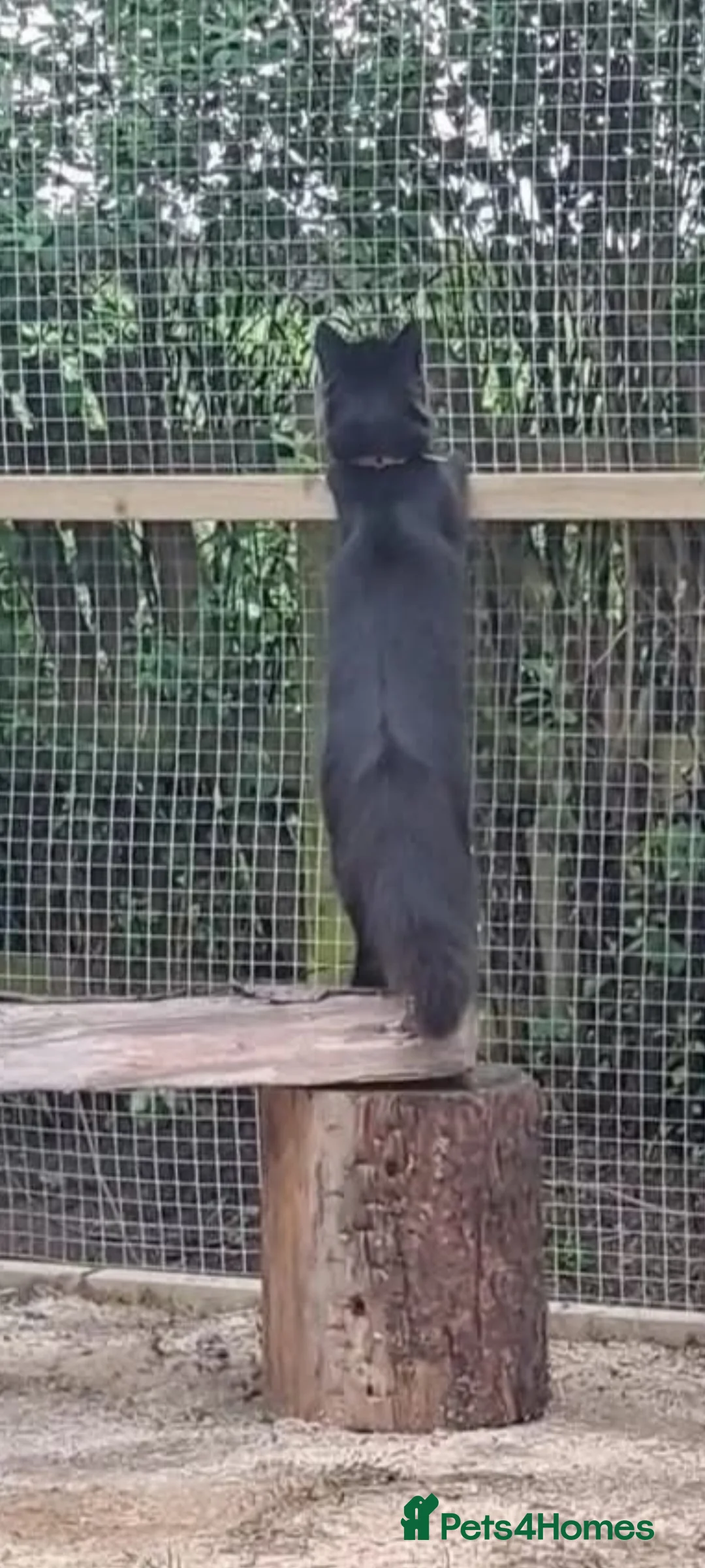 Norwegian Forest Cat cats for sale: Norwegian forest x British long hair kittens - Advert 15