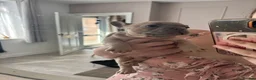 French Bulldog dogs for sale: 5⭐️French bulldog puppies - Advert 4