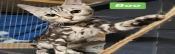 Bengal cats for sale: Sigrid the Viking warrior - Advert 1