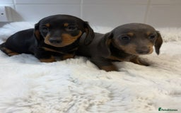 Miniature Dachshund dogs for sale: 2 stunning miniature dachshund puppy’s  - Image 35