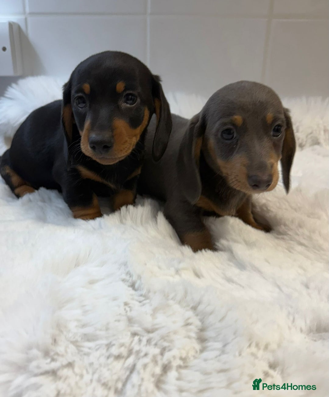 Miniature Dachshund dogs for sale: 2 stunning miniature dachshund puppy’s  - Image 35