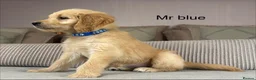 Goldendoodle dogs for sale: BEAUTIFUL HEALTHY LOVING PUPPIES  - Advert 38