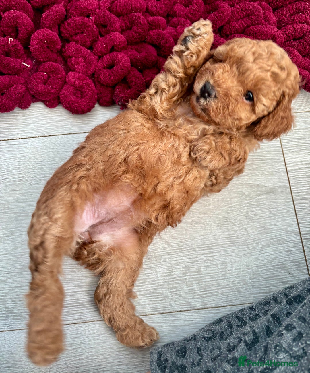 Toy Poodle dogs for sale: KC registered toy poodles - Advert 29
