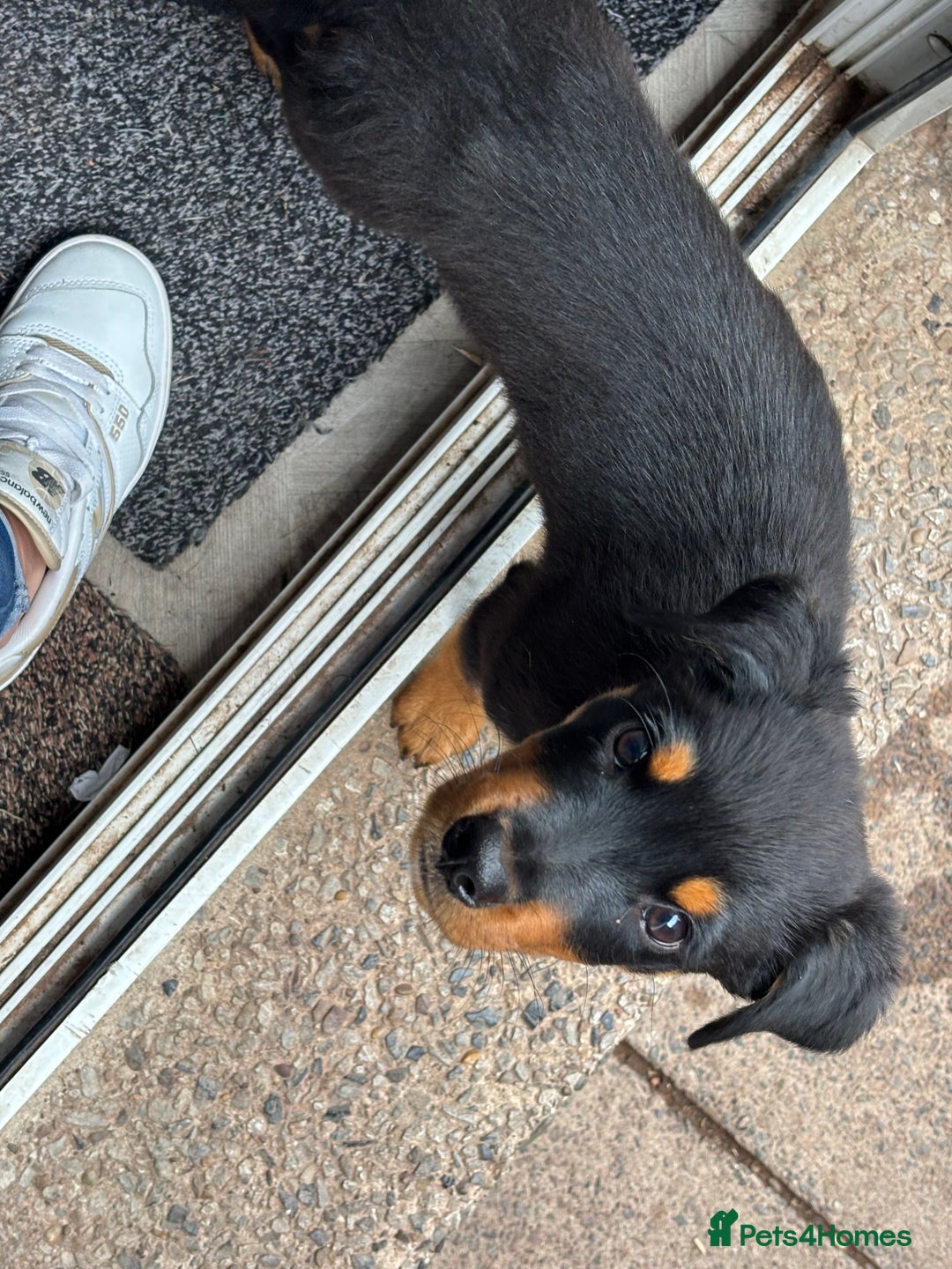 Mixed Breed dogs for sale: Rottweiler x puppys - Image 18