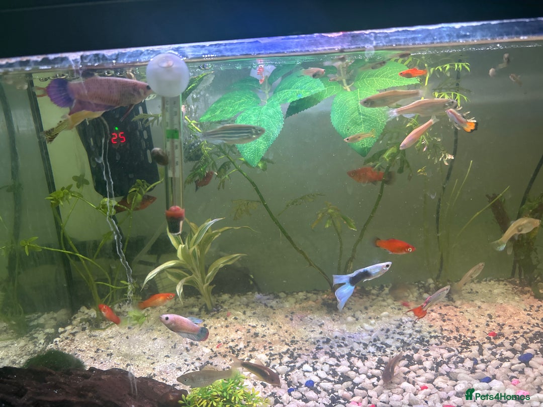 Live Bearers fish for sale: selling my tank and fish mollys guppys and more - Image 3