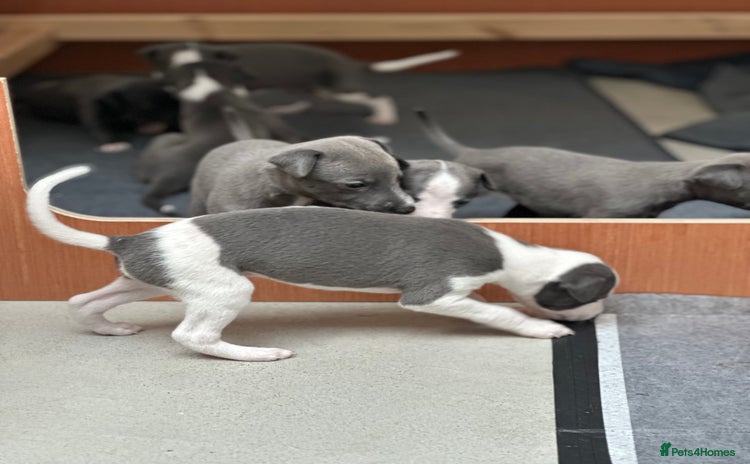 Whippet dogs - Advert 1