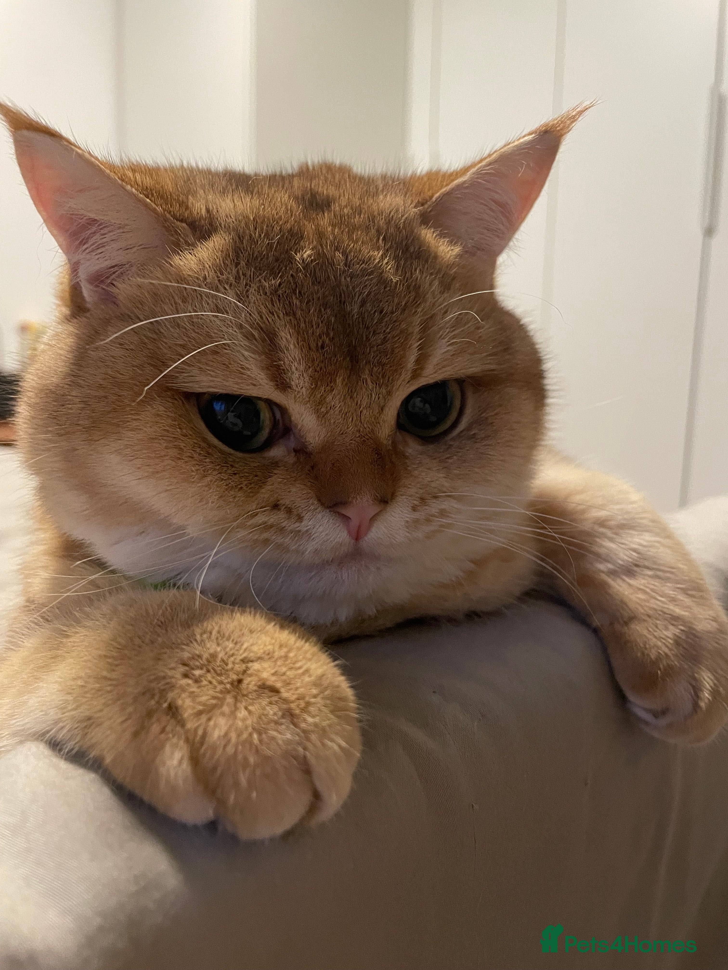 Scottish Fold cats Scottish Straight Male Stud – “Poopsie”  - Advert 1