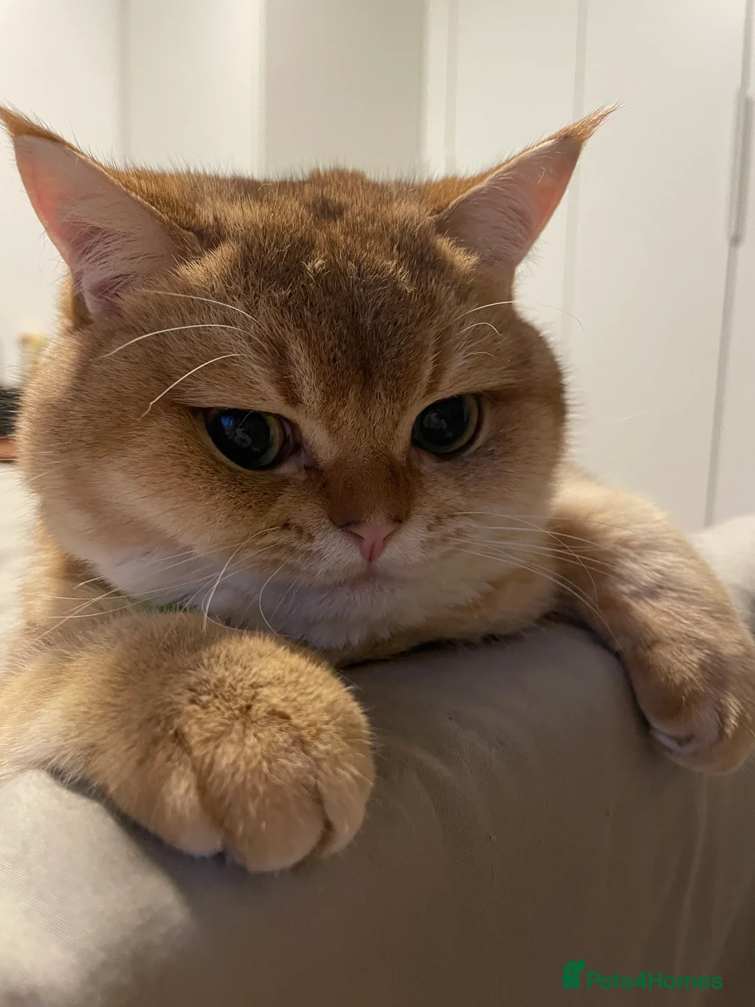 Scottish Fold cats for stud: Scottish Straight Male Stud – “Poopsie”  - Advert 1