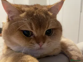 Scottish Fold cats Scottish Straight Male Stud – “Poopsie” - Advert 1