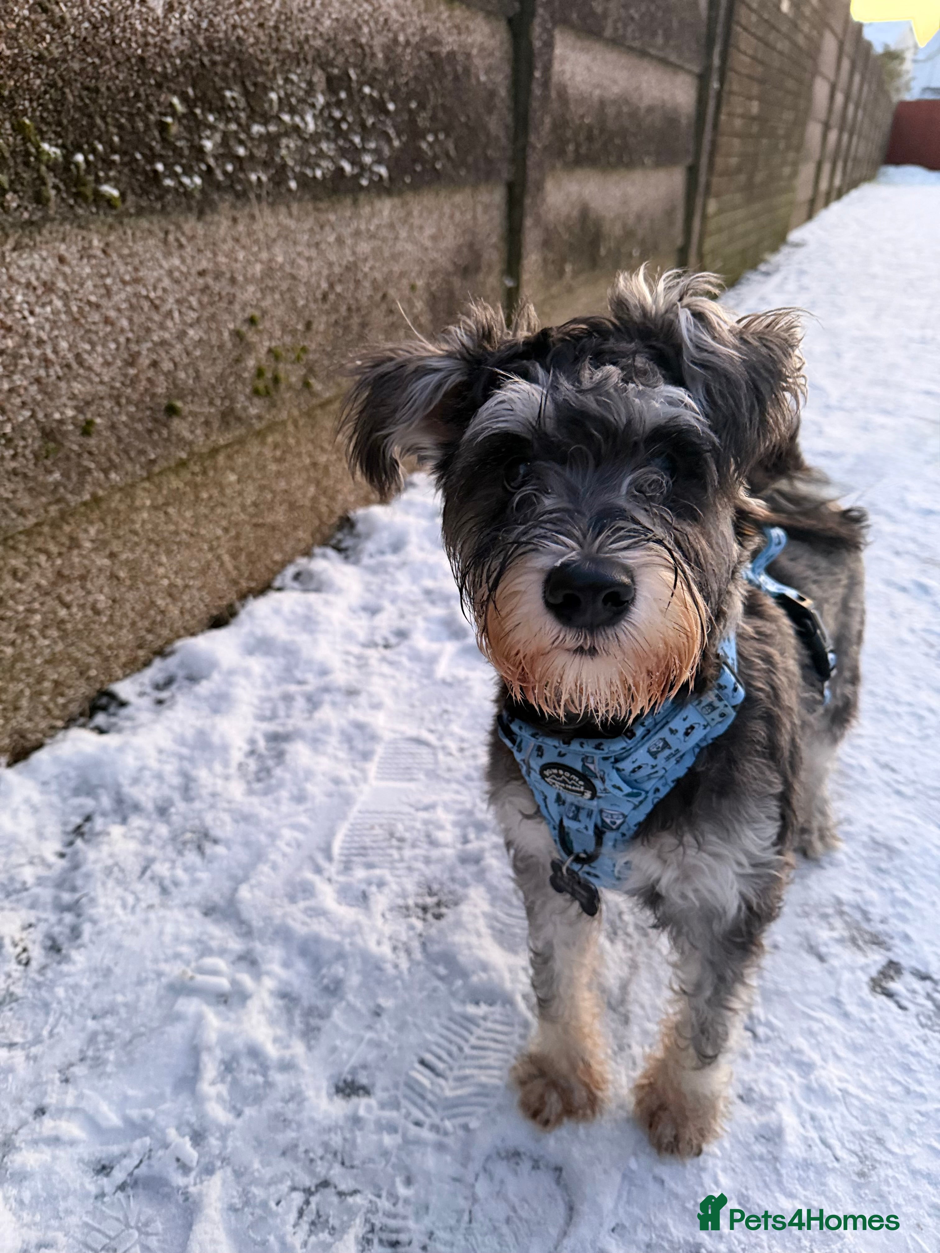 Miniature Schnauzer dogs Male Miniature Schnauzer - 8 months old in Ammanford - Advert 2