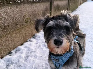 Miniature Schnauzer dogs Male Miniature Schnauzer - 8 months old in Ammanford - Advert 3