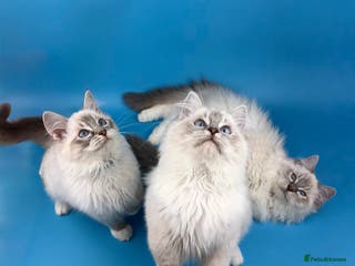 Ragdoll cats ❤️ STUNNING GCCF GRCH SIRED RAGDOLL KITTENS 💚 - Advert 5