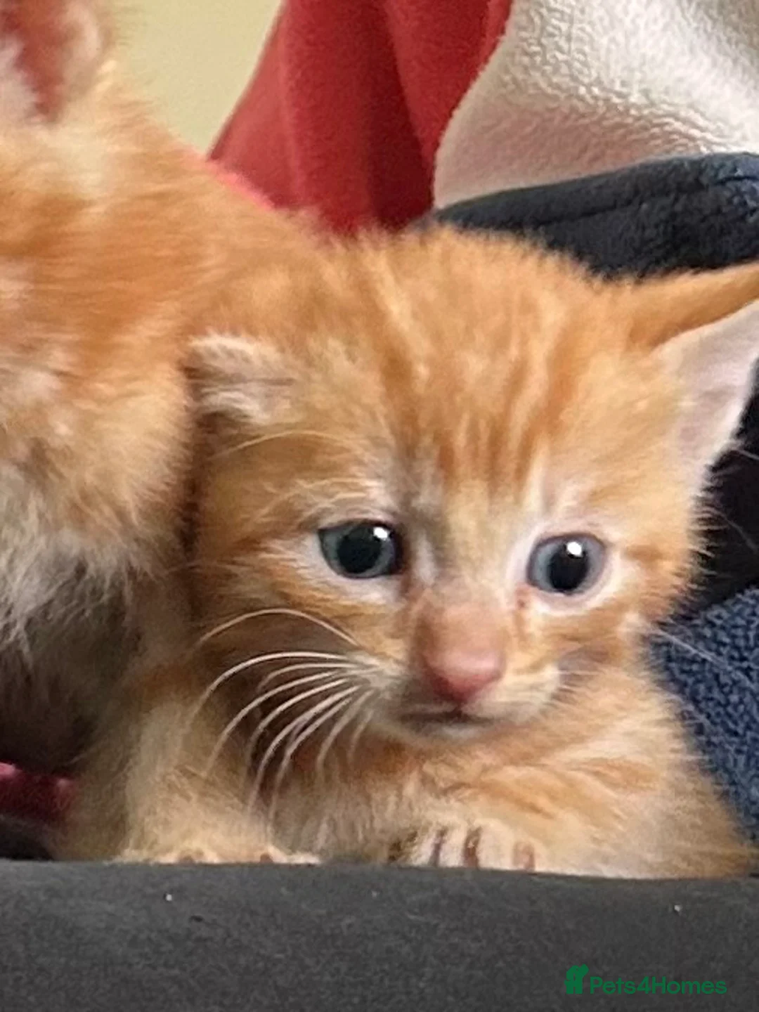 Mixed Breed cats for sale: Gorgeous kittens - Advert 5
