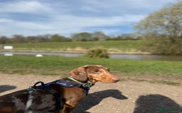 Dachshund dogs for sale: Male dachshund  - Image 3