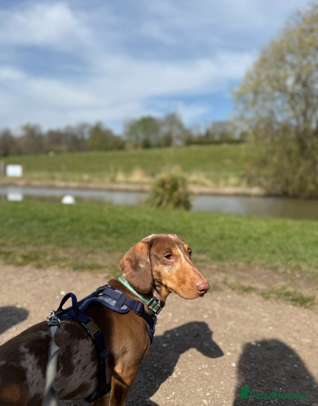 Dachshund dogs for sale: Male dachshund  - Image 3